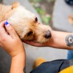 Hearing Training Pet Insurance Cost: 7 Proven Ways to Avoid Shocking Bills