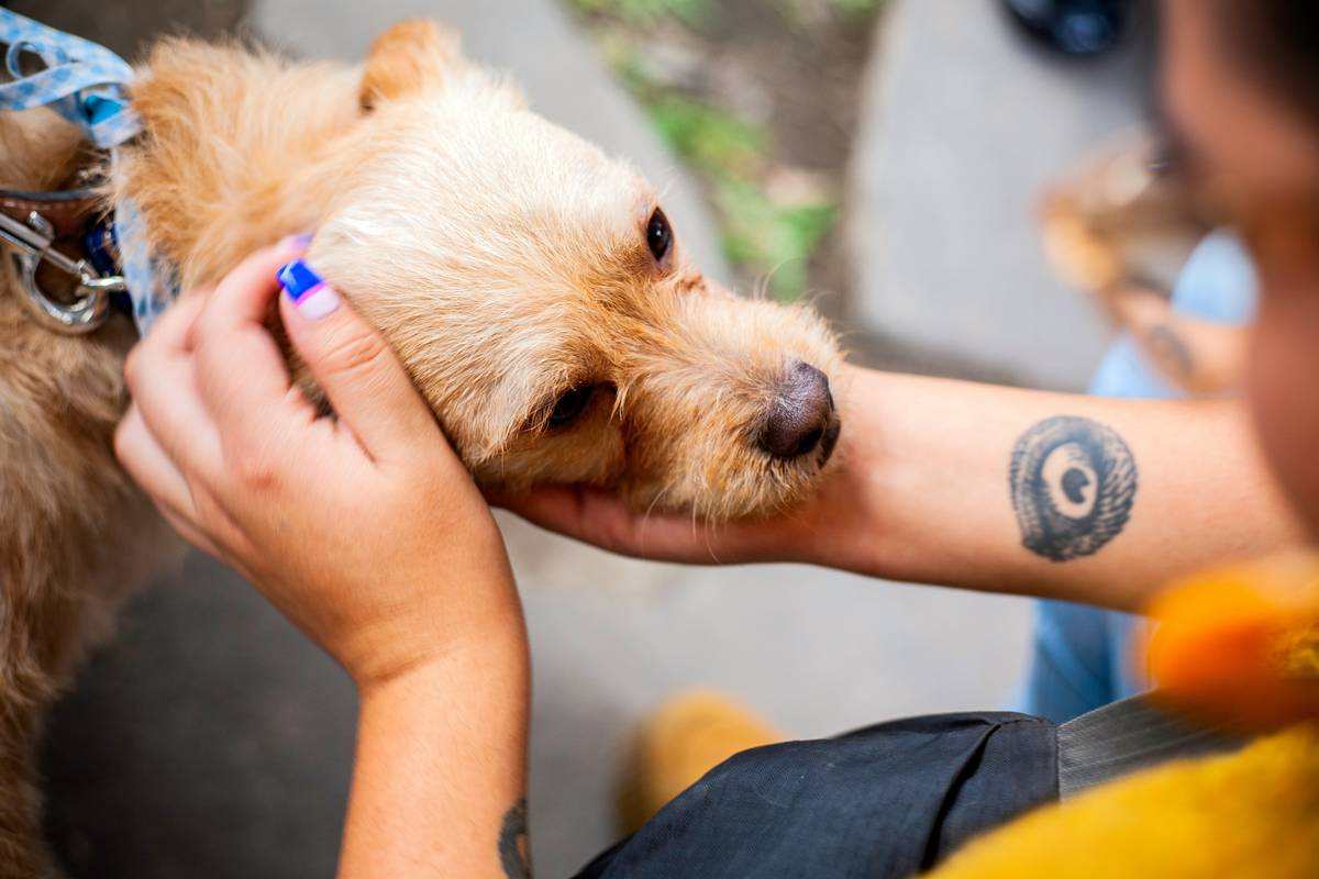 Hearing Training Pet Insurance Cost: 7 Proven Ways to Avoid Shocking Bills